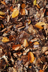 Autumn leaves background. Leaves from a mix of trees and a range of colours from yellow, to brown to orange.