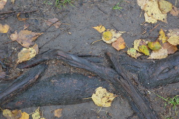 fallen yellow leaves at the root of a tree, autumn, nature, landscape