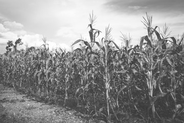 corn field rows and color Vintage.