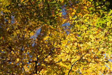 Naklejka na ściany i meble Beeches forest with colorful autumn leaves