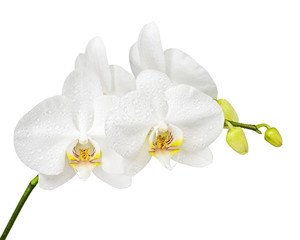 Fototapeta na wymiar Fife day old white orchid isolated on white background. Closeup.