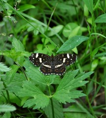 butterfly on flower