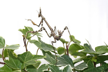 Obraz premium empuse 