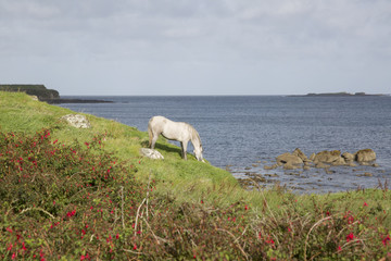 Wild Horse at Tully; Connemara; Galway