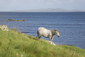 Wild Horse at Tully; Connemara; Galway