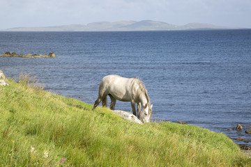 Fototapeta na wymiar Wild Horse at Tully; Connemara; Galway