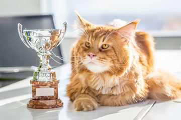 Champion Red Maine Coon Cat lying on the Table with His Trophy, Close-up View