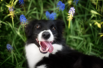Dog playing outside smiles