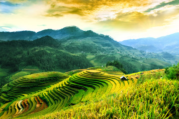 Rice fields on terraced of Mu Cang Chai, YenBai, Vietnam. Rice fields prepare the harvest at Northwest Vietnam.Vietnam landscapes.