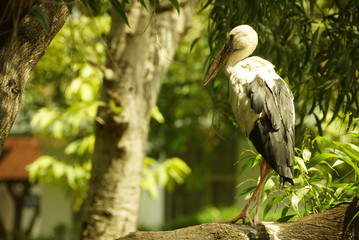 Bird on grass