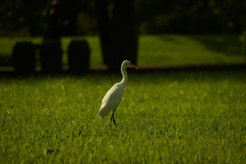 Bird on grass