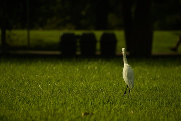 Bird on grass