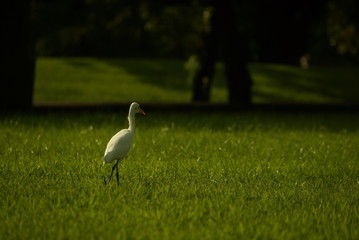 Bird on grass