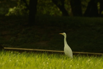 Bird on grass
