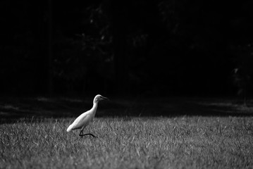 Bird on grass