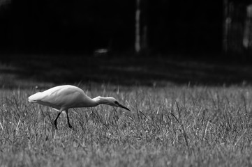 Bird on grass
