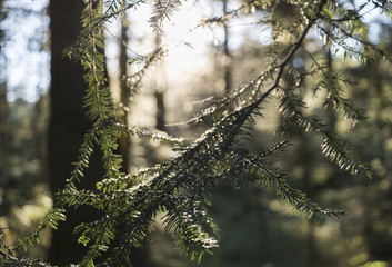 Fichte im Sonnenlicht