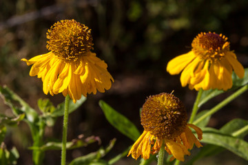 Wilting Yellow Flowers