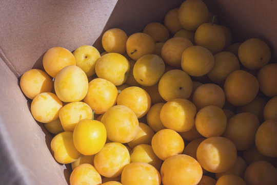 Fruits in the box. Lots of yellow cherry plums. Garden gave rich harvest. Ingredient for delicious jam.