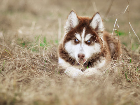 Close Up Dirty Siberian Husky Puppy