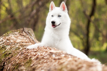 Obraz premium Portrait of beautiful white Husky