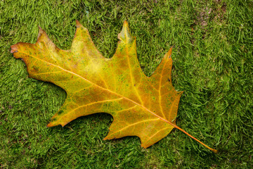 Colorful autumn oak leaf on moss