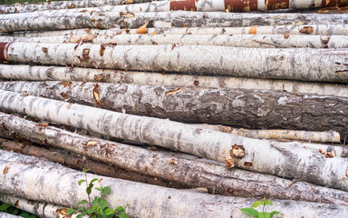 Birch logs in timber store
