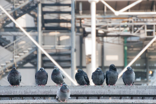Parisian Pigeons