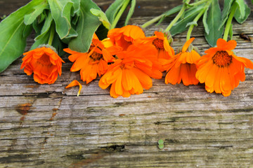 Calendula flowers on  wooden background