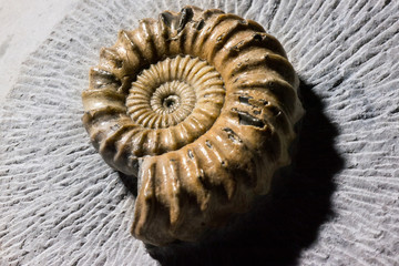 Ammonit auf grauem Stein, Makro