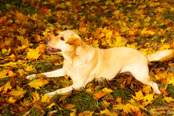 labrador retriever dog