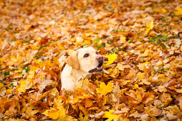 labrador retriever dog