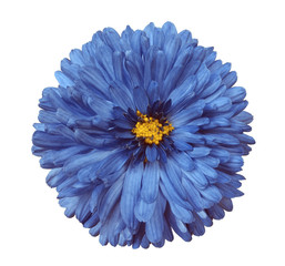 blue flower, white isolated background with clipping path.  Closeup. no shadows.  yellow center.  Nature. Aster.