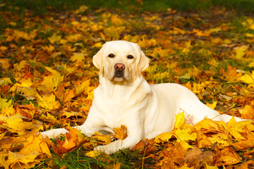 labrador retriever dog