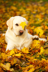 labrador retriever dog