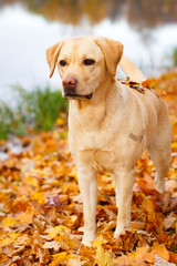 labrador retriever dog