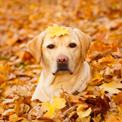 labrador retriever dog