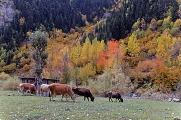 autumn and cows