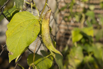 Green beans growing on the fence mesh.