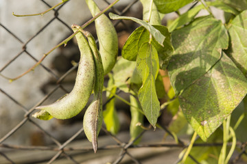Green beans growing on the fence mesh.