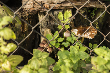 Mushroom cloud rising behind the fence.