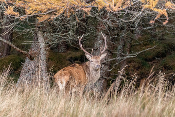 Stag