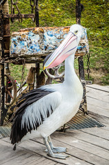 Pelican