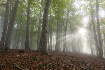 Beech Forest Fog Sunbeam