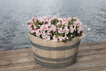 Potted plants outdoor on a terrace at the river