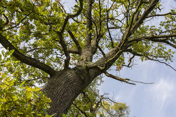 Looking to the crown of an old oak.