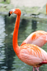 Flamingo