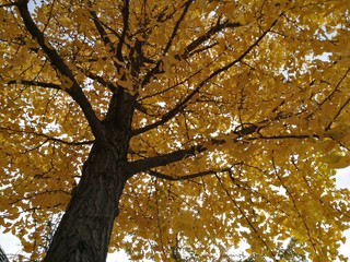 Ginkgo tree in Autumn