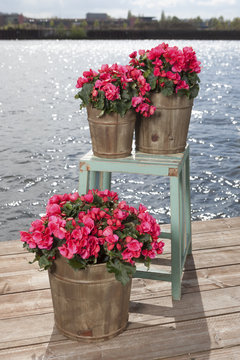 Potted plants outdoor on a terrace at the river