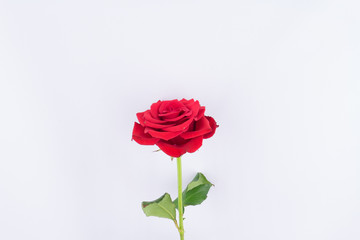 Red roses on a white background